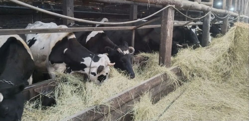 Молочные коровы глубоко стельные