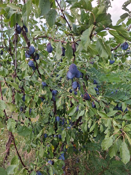 Prune de consum prune bistrițene