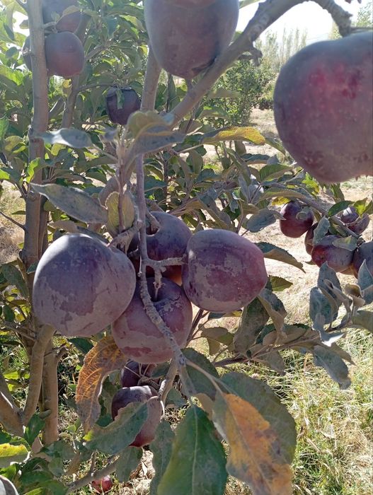 Опытный Садовник. Богбон