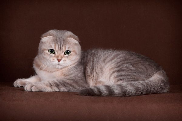 Scottish Fold and straight