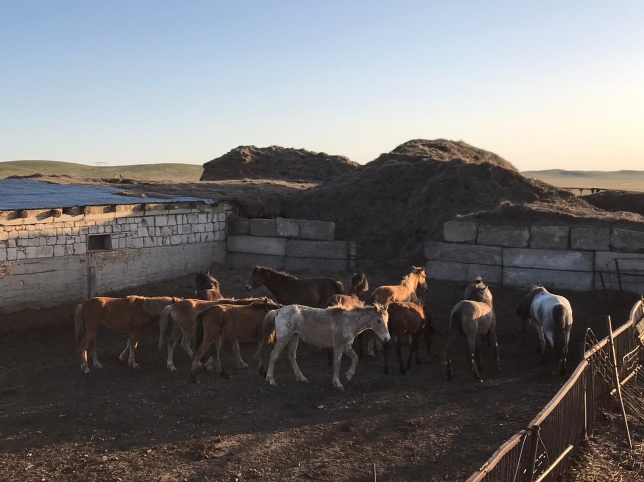 Үйір байталдар жылқы сатылады