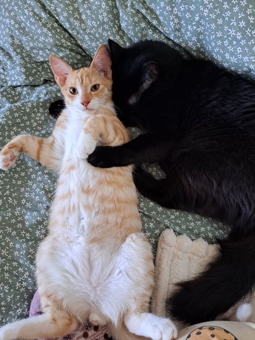 Motan pentru adoptie