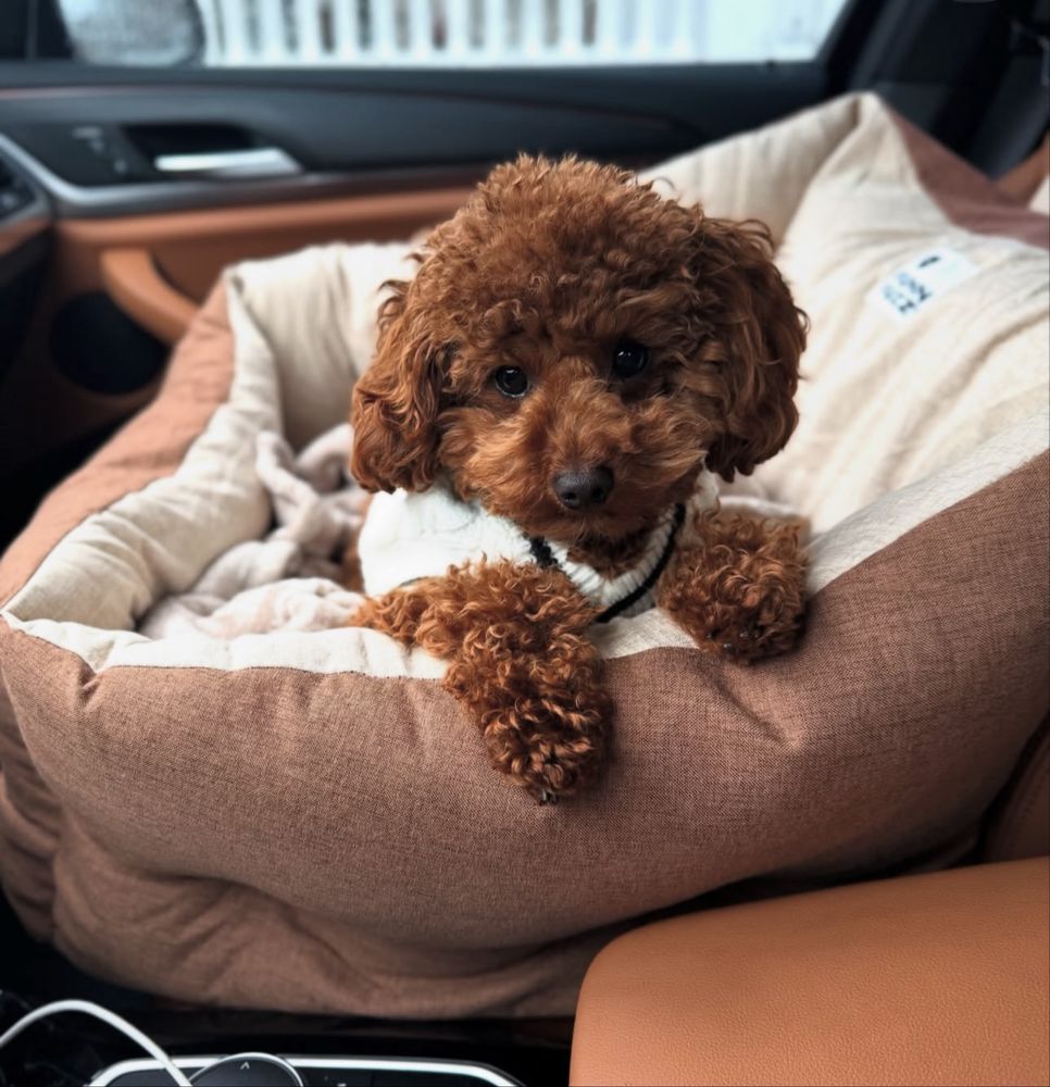 Poodle mini toy fetita