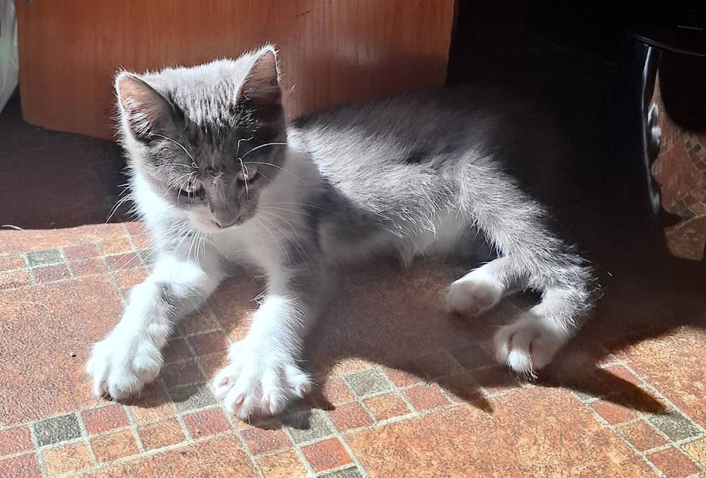 Бебе полубританска късокосместа, мъжко и други котенца