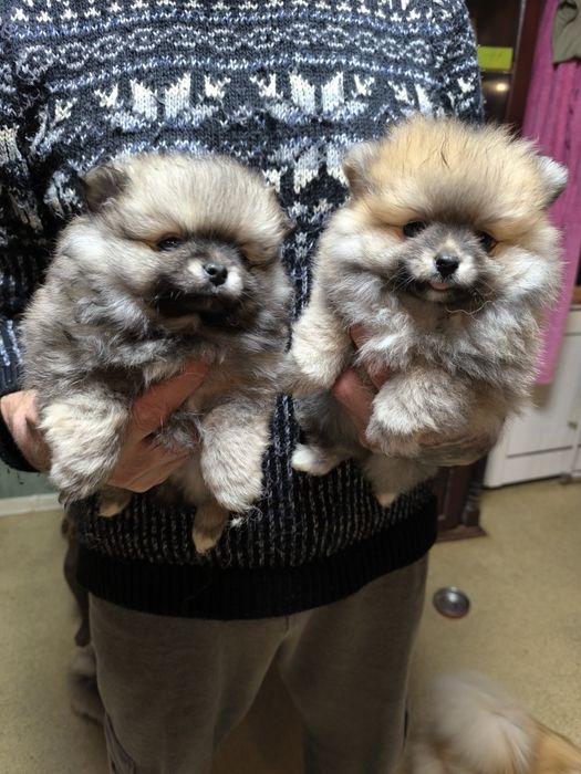 Померан мини момичета