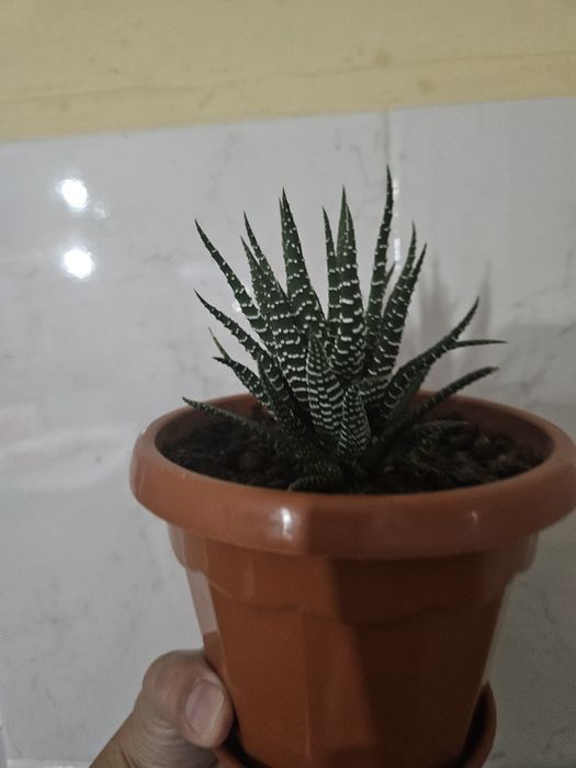 Сукулент красивый