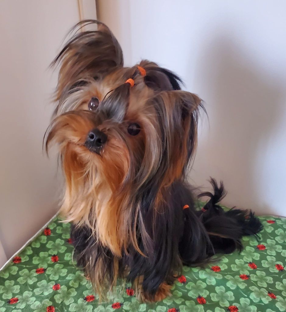Baietel Yorkshire Terrier pedigree ACHR/FCI