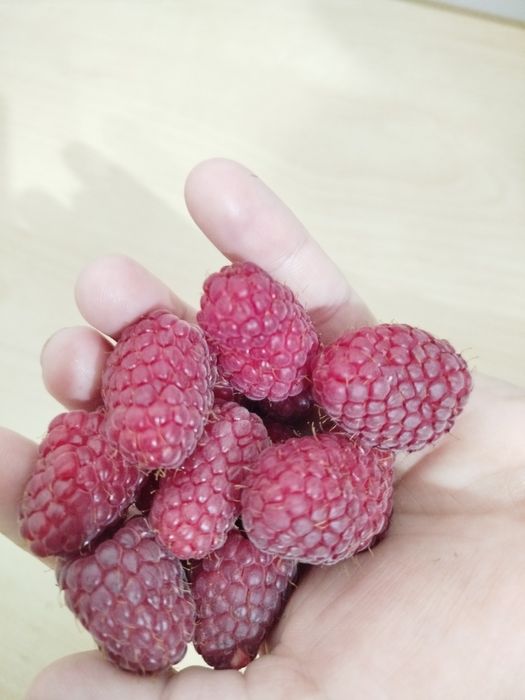 Vând drajoni de zmeura