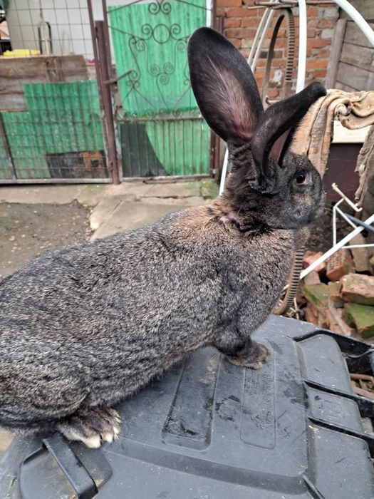 Vind iepuri rasa comuna