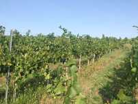 Teren compact cu vita de vie in productie 18,57 HA