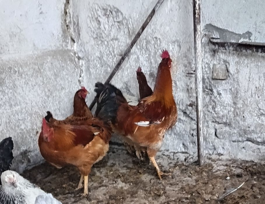 Vând cocoși la alegere