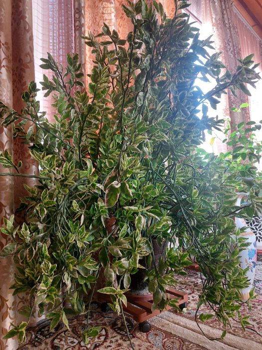 Продаётся цветок