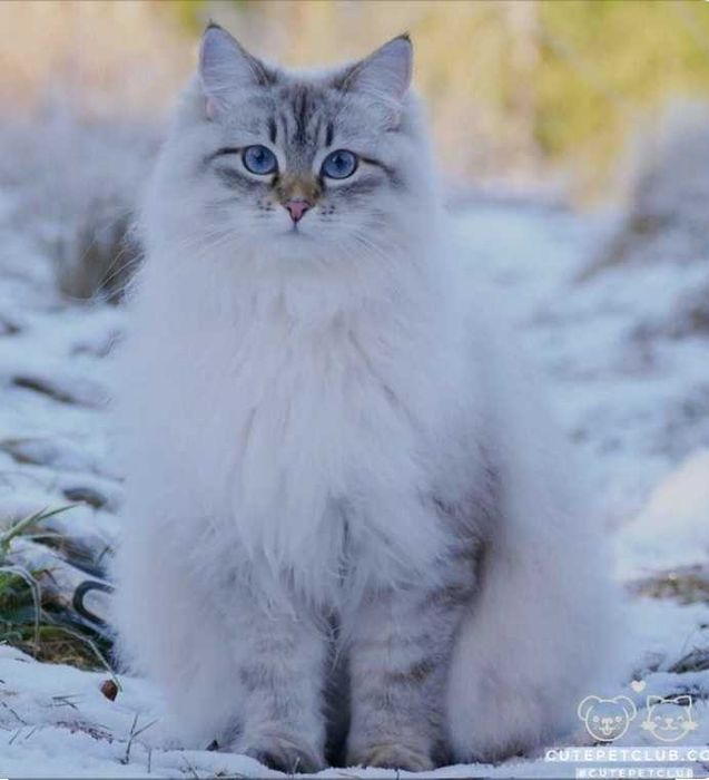 Кошка сибирская домашная