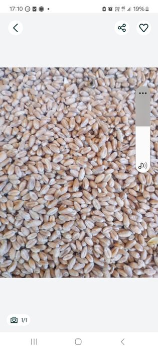 Vând grau producție 2025