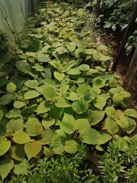 Butasi Paulownia ,Kiwi si rodieri la ghiveci