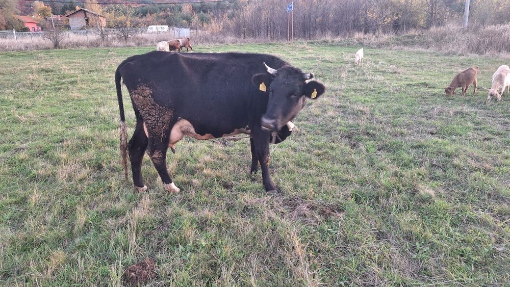 Три броя крави!!!