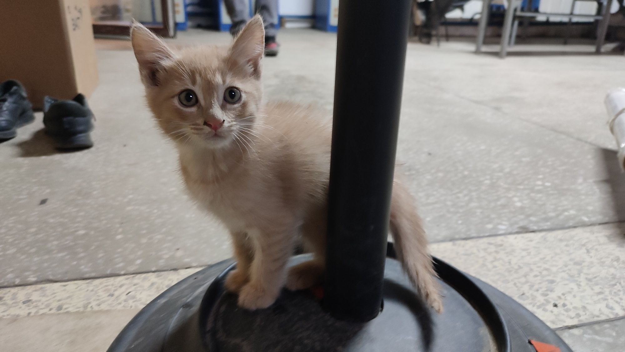 Котята бесплатно