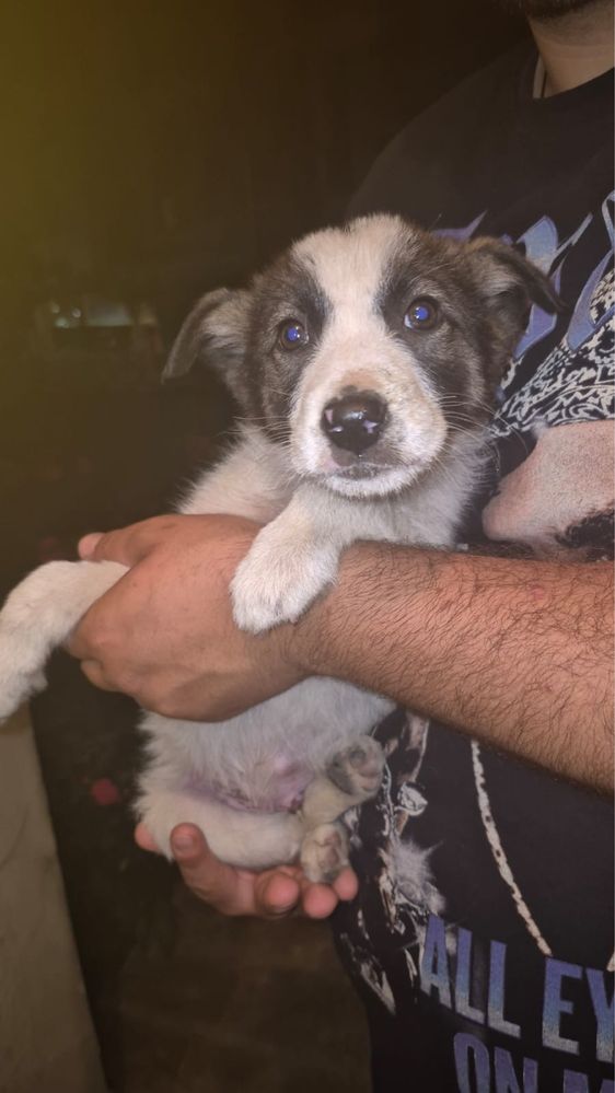 Oferim cățel spre adoptie