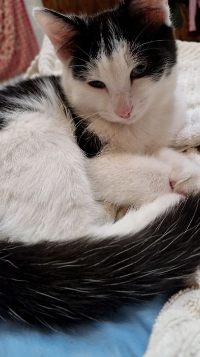 шестимесячный кот ищет дом