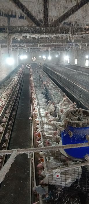 Loman sendi zotli tovuqlar sotiladi