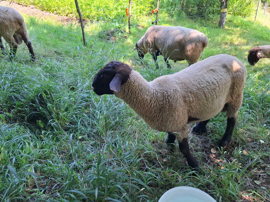 Berbeci  Suffolk 4 buc