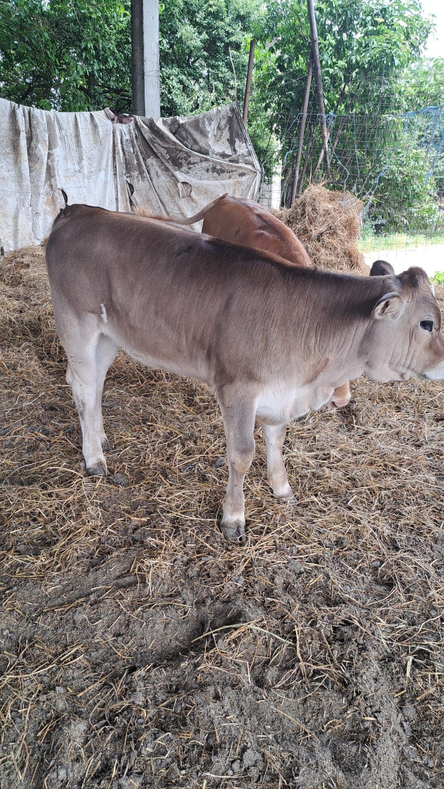 Vând Vițea de Carne Preț 50 mil Preț fix
