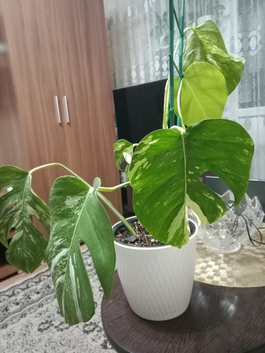 Монстера Альба вариегатная