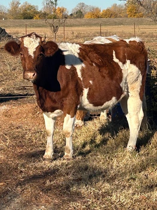 Juninci 1 cu lapte 1 gestantă