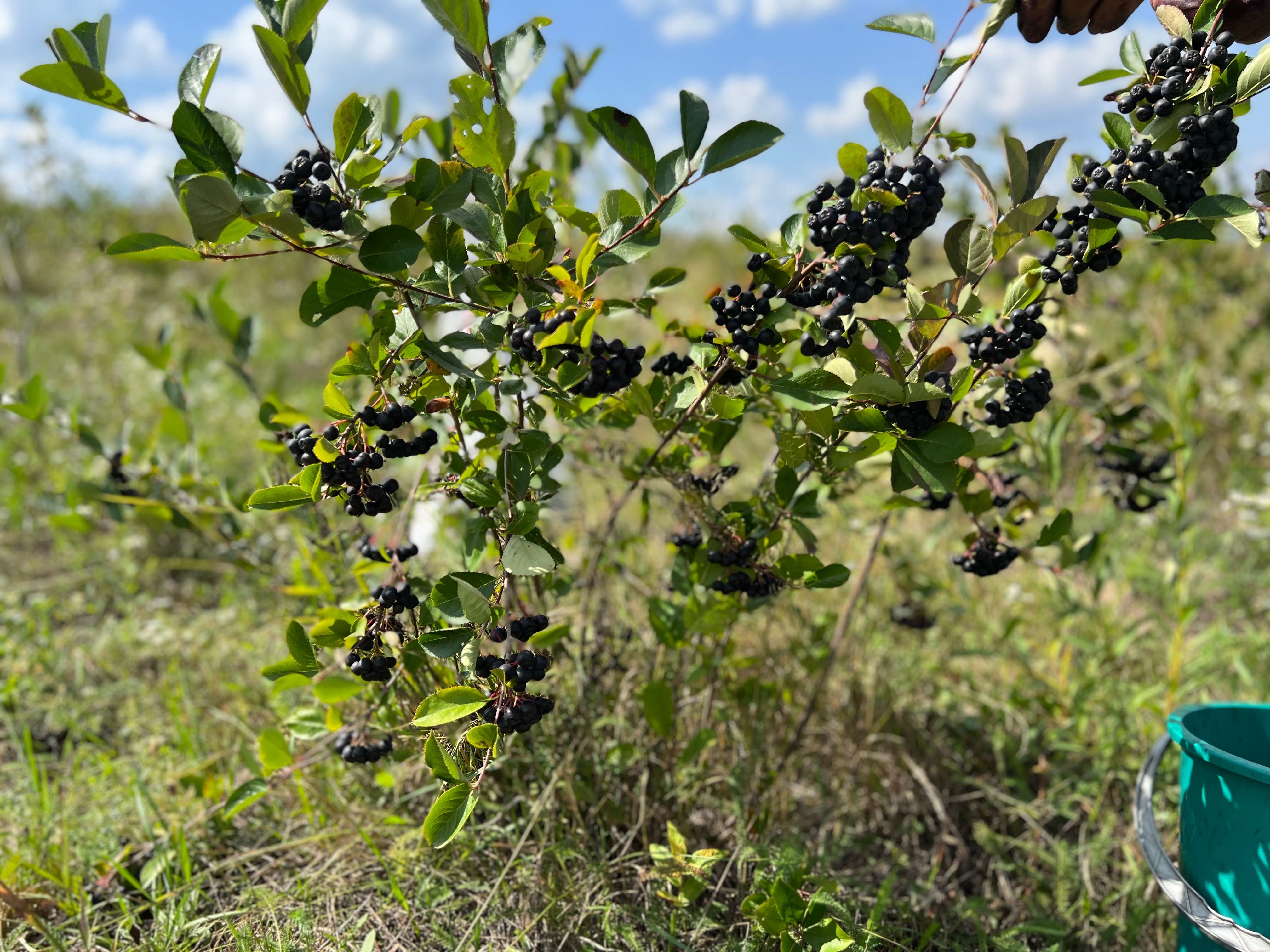 Suc de aronia 100% natural