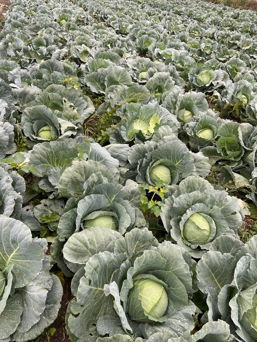 Vând varză polka f1