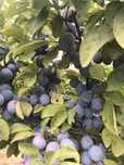 Prune Silva de vanzare