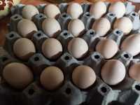 Oua gaini pitici pentru incubat