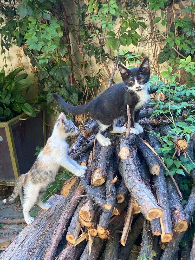 Котята ждут своего человека!