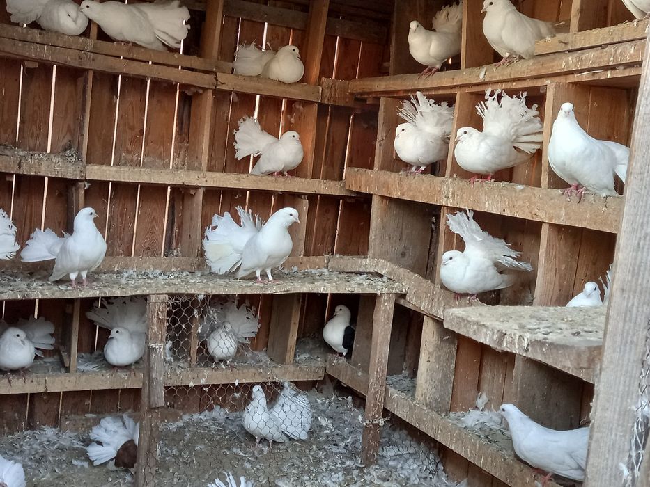 De vânzare  Porumbei albi anfoiați 35 lei!