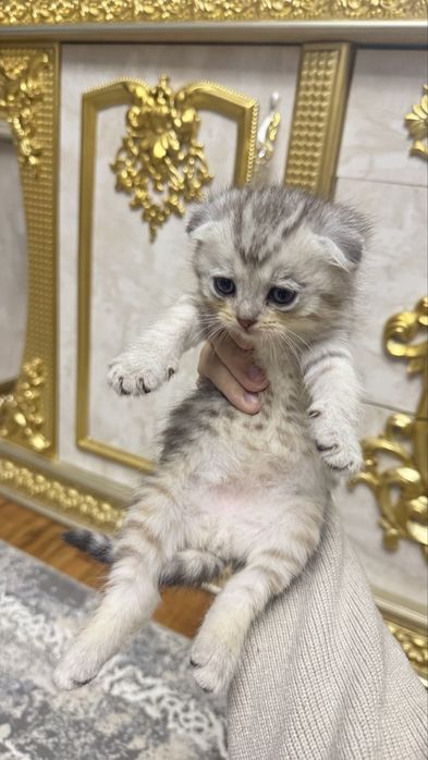 Arzon narxda seribristiy shinshilla bolalari