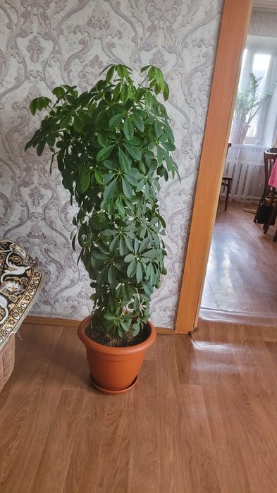 Продам комнатные цветы Шефлера и еще 1