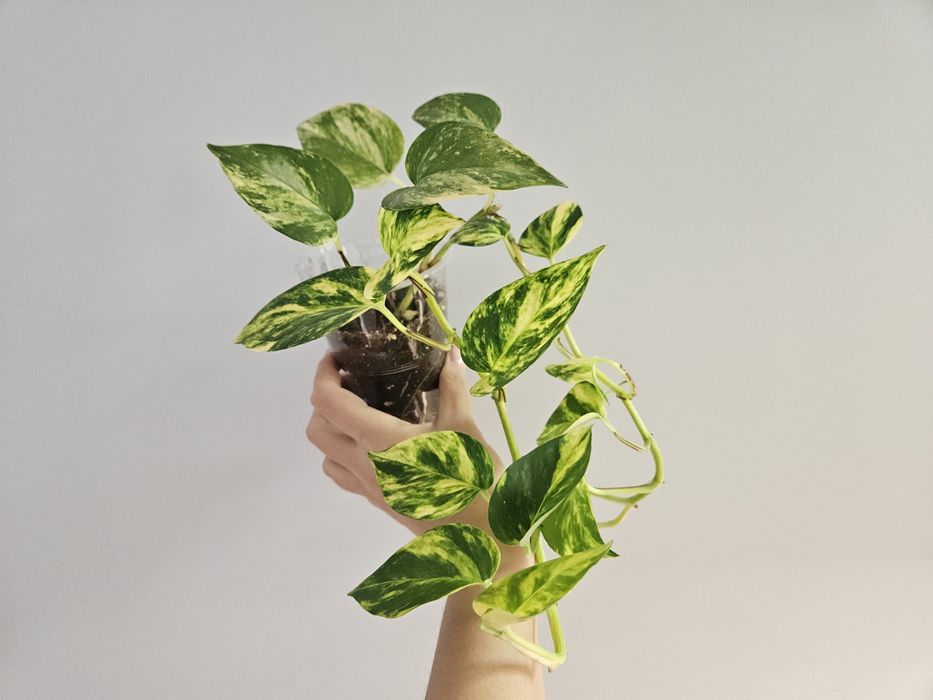 Сциндапсус золотистый