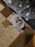 Pisicut British ShortHair