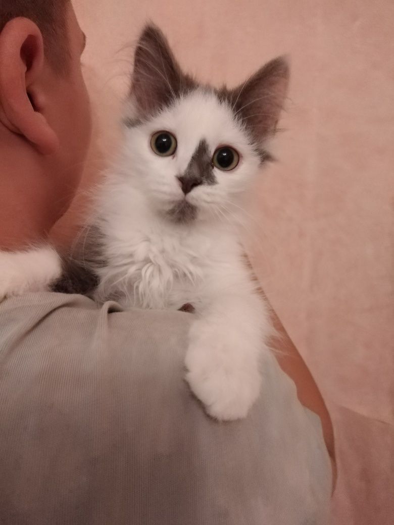 Отдам красивых,пушистых котят