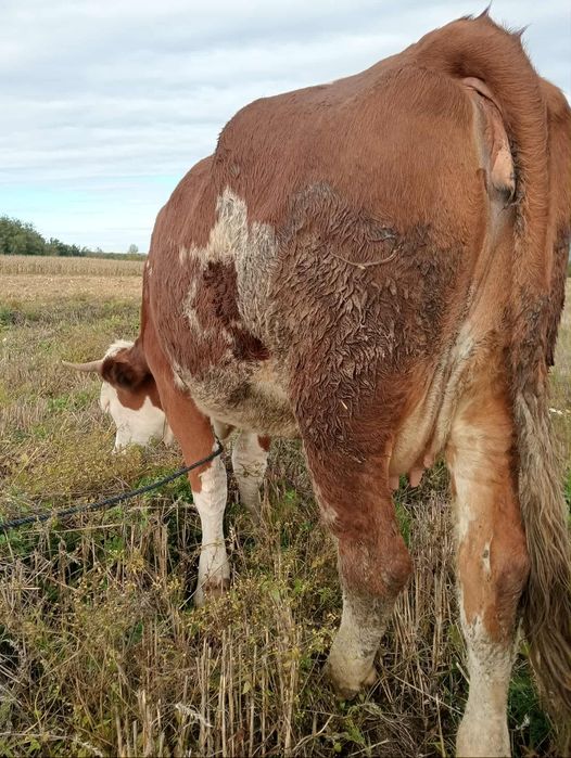 Vând vaca gestantă