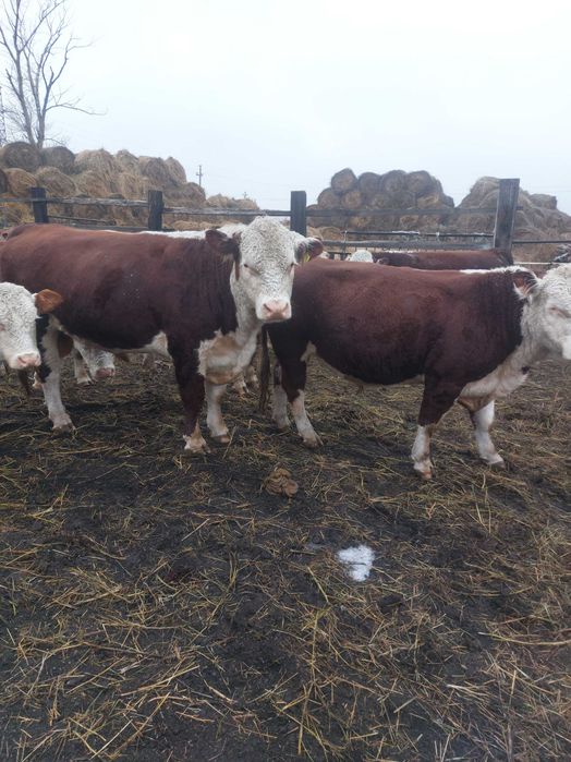 Продам 10 гол бычков