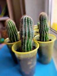 Продам  комнатный  цветы  тёщин язык  рео алое кактус и тот другие