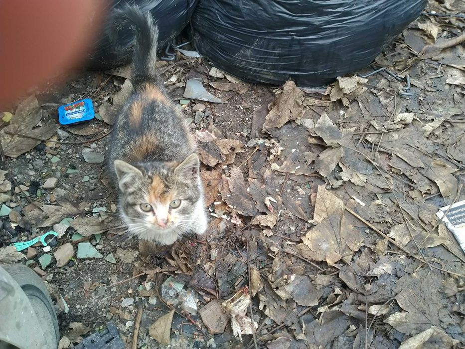 Аз съм Дара. Скитам се сам-самичка.