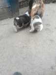 Donez pui beagal corcit