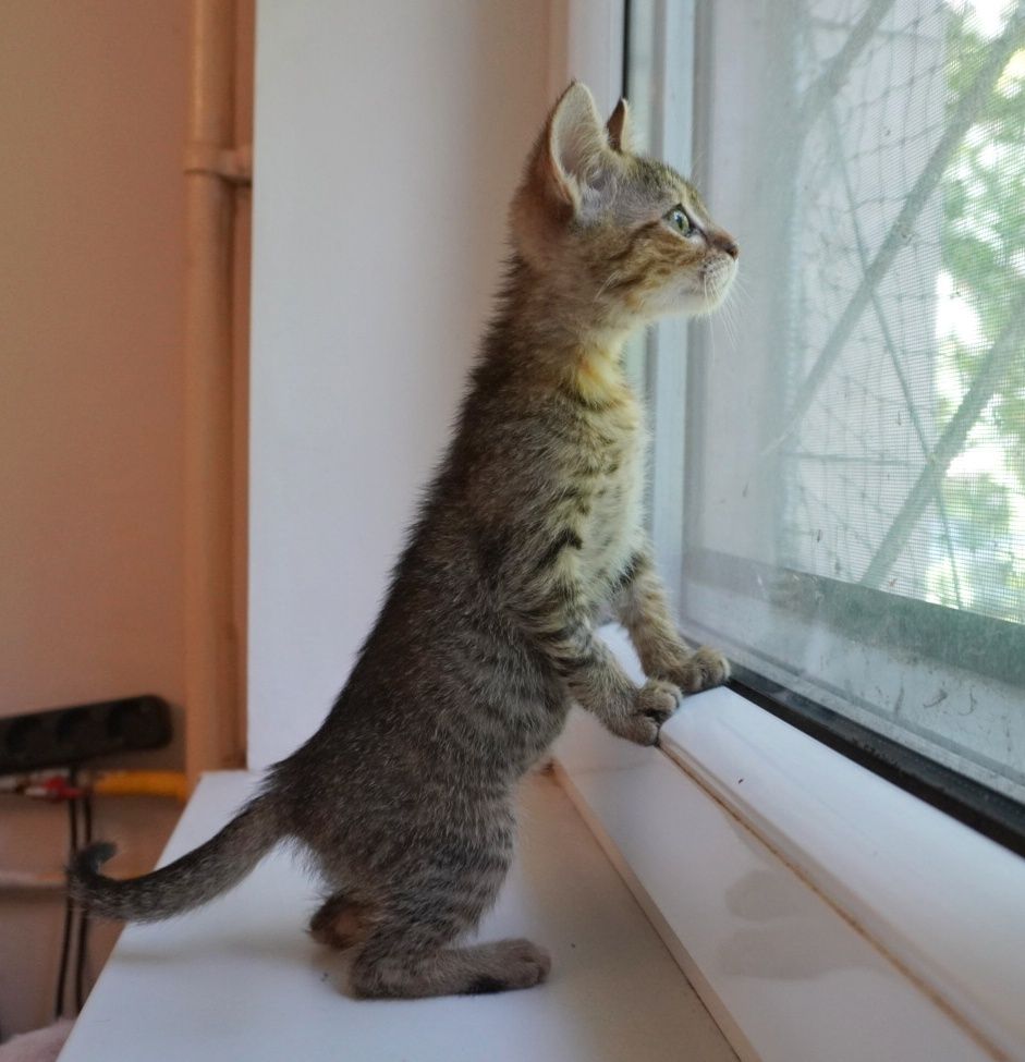 Phoebe, cea mai lipicioasă pisică din București. Adopt-o!