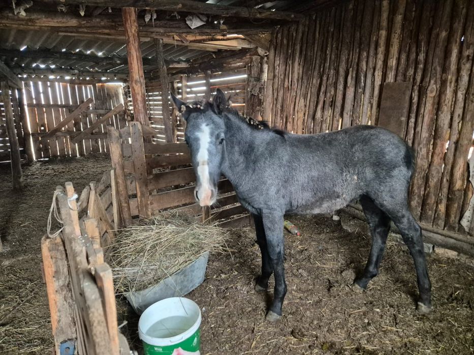 Продам жабагы майский