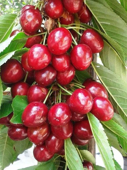 Cires Stella, regina fructe mari, anul 2 sau 3. calitatea 1!Livrare RO