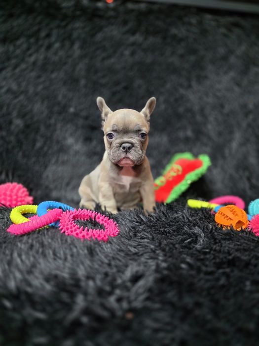 Bulldog francez blue fawn sable