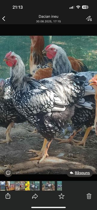 Găini wyandotte argintiu de vânzare.Tineret 2025