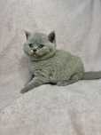 Pui British Shorthair cu Pedigree